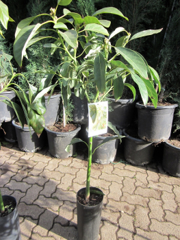 Avocado - Persea americana - 150cm - veredelt - Avocadopflanze
