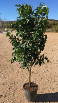 Vier-Jahreszeiten-Zitrone - Zitronenbaum 160cm - Citrus limon 'lunario - wiederblühende Zitrone -