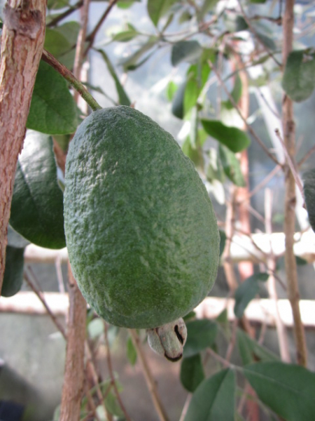 Brasilianische Ananasguave