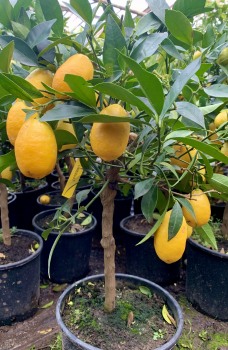 Limequat -Busch - Citrus aurantifoliia x Fortunella margarita - Limette+Kumquat  - extrem saftig+süsse essbare Schale