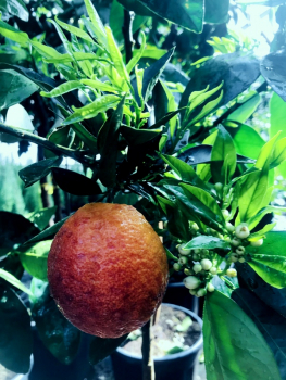 Moro-Blutorange - Citrus sinensis 'Moro'- 140cm