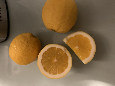 Zitronen-Orange  -  Citrus limon x sinensis -  saftig-spritziger Zitronen-Orangen-Mix