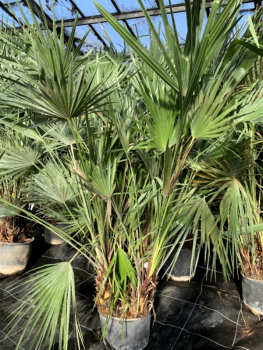 Zwergpalme - Chamearops humilis - 120cm - sehr kräftige, vielstämmige Pflanze