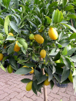 Limequat - Citrus aurantifolia x Fortunella margarita - 140cm