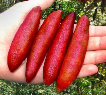 Rote australische Fingerlimette - Microcitrus australasica 'Rainforest Pearl' -120cm