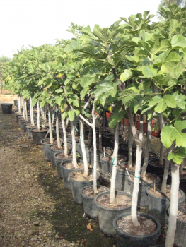 Bananenfeige - Ficus carica 'Longue d'Aout' -  Feigenbaum - sehr winterhart -140cm