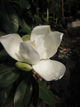 Magnolie - Magnolia grandiflora 'Galissoniere'  - immergrüne Magnolie - 150cm