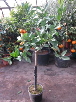 Rote Mandarine 'Mandared' - Citrus reticulata 'Mandared' - roter Mandarinenbaum -130cm