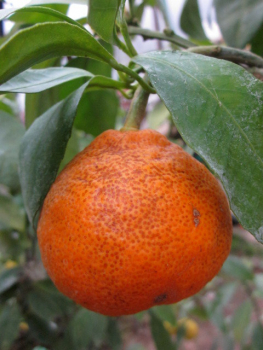 Satsuma Myagawa - Citrus unshiu 'Myagawa' -140cm - frosttolerante Mandarine - 8°C