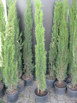 5x Mittelmeerzypresse - Säulenzypresse - Mittelmeer-Zypressen -150cm -Cupressus sempervirens -
