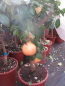 Preview: Rosa Grapefruit - Citrus paradisi 'Star ruby' - Grapefruitbaum - 150cm