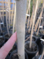 Preview: Indianerbanane Sunflower - Paw Paw - Asimina Triloba - 140cm - selbstfruchtend