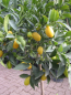 Preview: Limequat - Citrus aurantifolia x Fortunella margarita - Limequatbaum extra!! - 180cm
