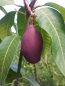 Mobile Preview: Mango - Mangifera indica - Mangobaum - veredelt - 150cm