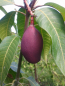 Preview: Mango - Mangifera indica - Mangobaum - veredelt - 170cm