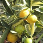 Preview: Panaschierte Calamondin - Citrus mitis 'variegata'- Buntlaubige Calamondin