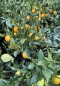 Preview: Limequat -Busch - Citrus aurantifoliia x Fortunella margarita - Limette+Kumquat  - extrem saftig+süsse essbare Schale