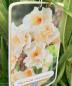 Preview: Oleander (Nerium oleander)