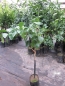 Preview: Gelbe Grapefruit - Citrus paradisi 'Marsh seedless'