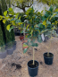 Preview: Pomelo -  Citrus maxima - 140cm- - extra