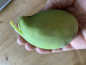 Preview: Bananenfeige Ficus carica Longue d'Aout'