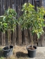 Mobile Preview: Avocado - Persea americana - 150cm extra - veredelt - Avocadopflanze