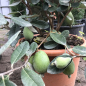 Preview: Ananas-Guave - Acca sellowiana - Brasilianische Ananasguave - Busch 140cm