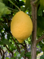 Preview: Zitrone  'Antico Rocco Imperiale' - Citrus limon  sehr alte Sorte aus Italien  -  160cm
