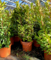Preview: Erdbeerbaum - Arbutus unedo - Busch - 160cm