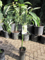 Mobile Preview: Avocado - Persea americana - 160cm - veredelt - Avocadopflanze