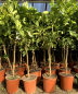 Preview: Buddha's Hand Zitrone - Citrus medica 'digitata' - Fingerzitrone - 130
