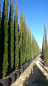 Preview: 5x Mittelmeerzypresse - Säulenzypresse - Mittelmeer-Zypressen - Cupressus sempervirens- 100cm