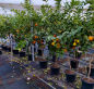 Preview: Meyer-Zitrone XL- Citrus limon 'meyer' - Zitronenbaum - Hochstamm 150