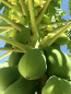 Preview: Carica Papaya - Papaya - Melonenbaum