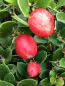 Preview: Natalpflaume - Carissa macrocarpa