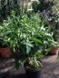 Preview: Nachtjasmin - Cestrum nocturnum