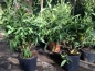 Preview: Nachtjasmin - Cestrum nocturnum