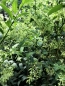 Preview: Nachtjasmin - Cestrum nocturnum