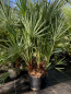 Preview: Zwergpalme - Chamearops humilis - 120cm - sehr kräftige, vielstämmige Pflanze