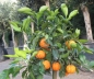 Preview: Bitterorange, Citrus aurantium'Bouquet de fleurs'