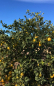Mobile Preview: Bergamotte - Citrus bergamia 'fantastico' - 140cm