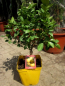 Mobile Preview: Süße römische Limette - Citrus limetta Pursha