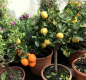 Preview: Süsse römische Limette -Citrus limetta Pursha