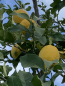 Preview: Zitronenbaum 'Citrus limon lunario'