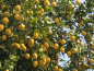 Preview: Zitrone - Citrus limon 'eureka' -  160cm  - Zitronenbaum