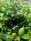 Preview: Meyer-Zitrone XL- Citrus limon 'meyer' - Zitronenbaum - Hochstamm 150