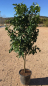 Mobile Preview: Vier-Jahreszeiten-Zitrone - Zitronenbaum 120cm - Citrus limon 'lunario - wiederblühende Zitrone -