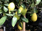 Preview: Citrus limon Zitronenbaum 170cm