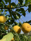 Preview: Volkamer-Zitrone  - Citrus volkameriana -140cm