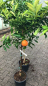 Mobile Preview: Satsuma Myagawa - Citrus unshiu 'Myagawa' -140cm - frosttolerante Mandarine - 8°C
